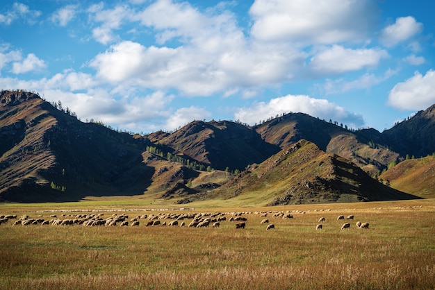 troupeau de moutons paissant dans un alpage