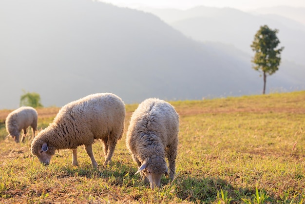 Troupeau de moutons paissant dans une colline au lever du soleil le matin et brouillard de montagne fond de ciel clair xA