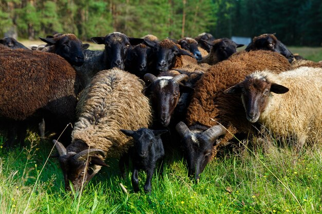 Un troupeau de moutons paissant dans un pré du village.