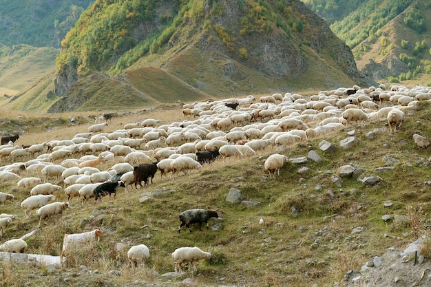 Troupeau de moutons paissant sur la pente de la montagne du Caucase en Géorgie