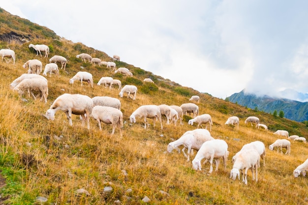 Troupeau de moutons paissant sur la prairie à flanc de montagne alpine