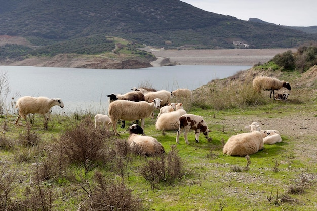 Un troupeau de moutons paissant sur la prairie des hautes terres libre