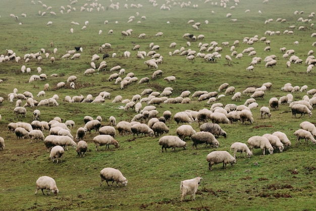 Troupeau de moutons paissant sur des prairies vertes dans les montagnes du Caucase en jour de brouillard