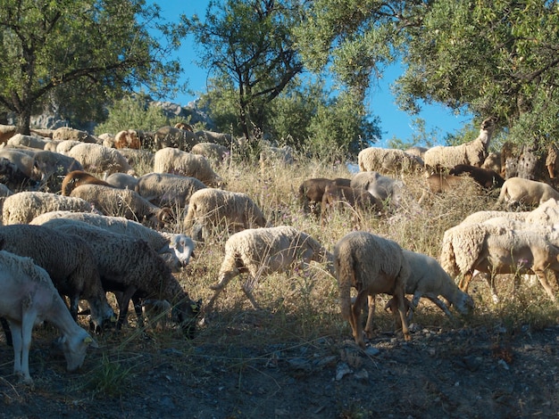 Troupeau de moutons paissant sur une zone sauvage de montagne Moutons et agneaux mangeant de l'herbe dans le troupeau Agriculture en plein air Beau paysage Animaux dans la nature Journée ensoleillée Temps incroyable