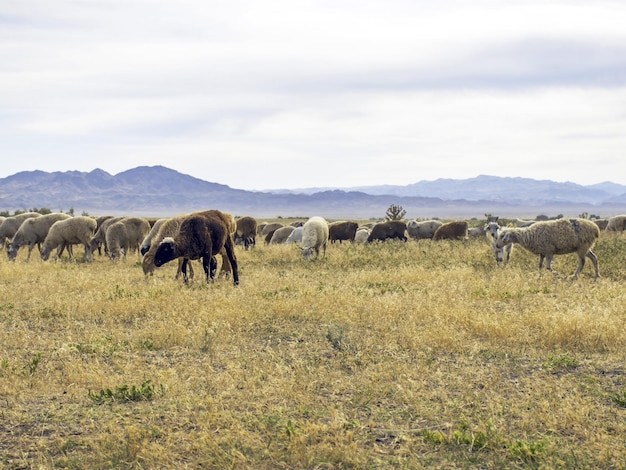 Un troupeau de moutons paissent sur le pré en plein air Pâturage pour animaux Les moutons mangent de l'herbe