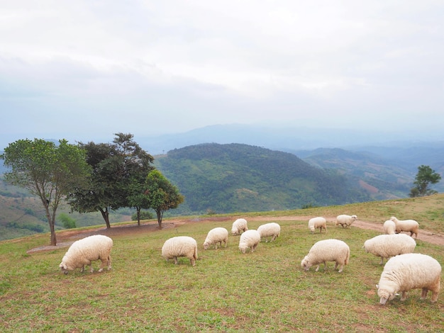 Troupeau de moutons paître dans un champ