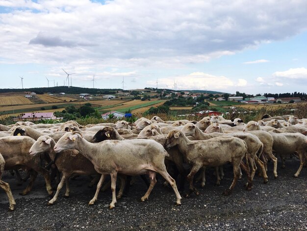 Photo troupeau de moutons pâturage de chiens de berger