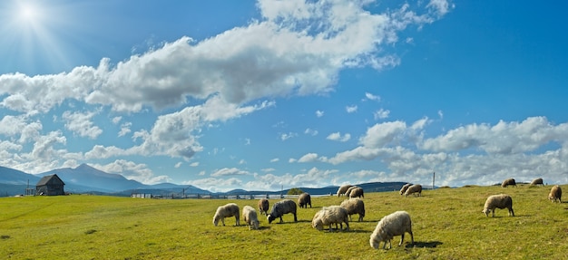 Troupeau de moutons sur les pâturages du plateau de montagne (montagne des Carpates, Ukraine). Dans la direction opposée du soleil.