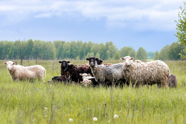 Troupeau de moutons sur un pré vert