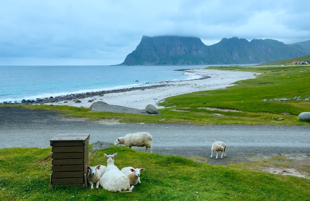 Troupeau de moutons près de la plage de Haukland. Vue nuageuse d'été