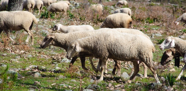 Troupeau de moutons prêt à tondre et à donner du lait Elevage extensif et durable Focus sélectif