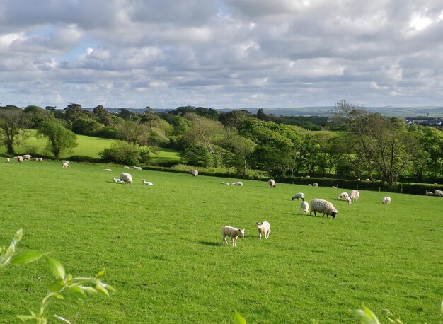 Photo troupeau de moutons qui paissent dans le champ