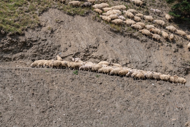 Troupeau de moutons sur la route, région montagneuse de Géorgie. Touchétie. Voyager