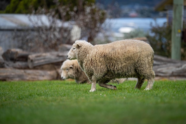 Troupeau de moutons sous les gommiers en été dans une ferme agricole régénérative en Nouvelle-Zélande Moutons Merino en Australie