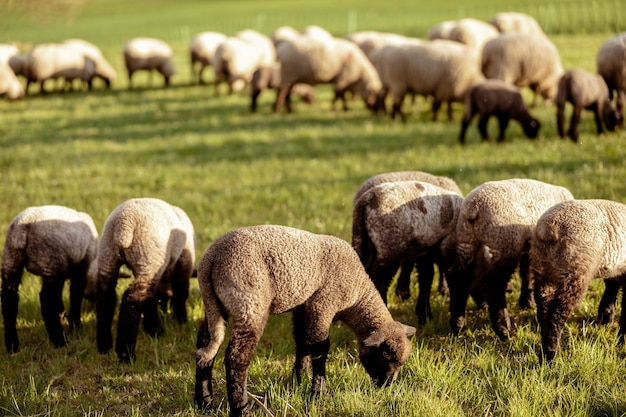 Troupeau de moutons sur le terrain Moutons et agneaux sur le pré mangeant de l'herbe dans le troupeau Agriculture en plein air Beau paysage Animaux de la ferme Soirée ensoleillée Temps incroyable