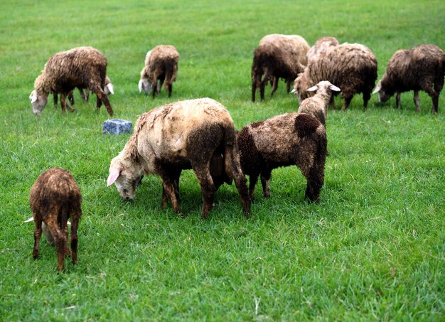 Troupeau de moutons sur le terrain