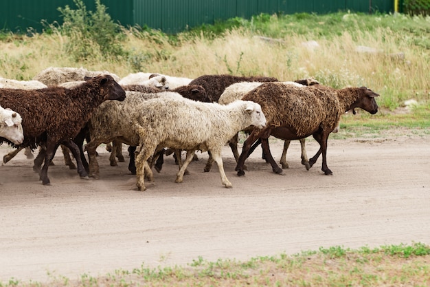 Troupeau de moutons va au pré. Animaux domestiques à l'extérieur. L'agriculture traditionnelle. Bétail.