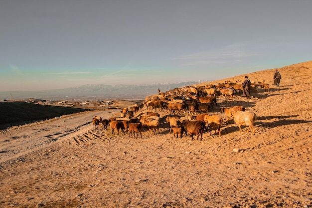 Le troupeau de moutons d'un village de montagne se déplace dans la prairie