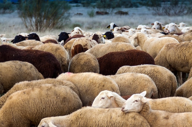 Troupeau de moutons