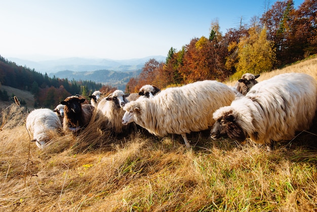 Troupeau de moutons