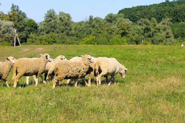 Troupeau de moutons