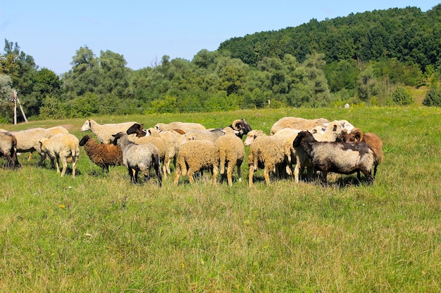 Troupeau de moutons