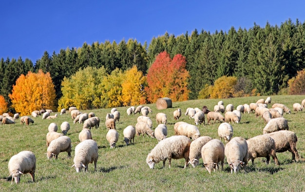 Troupeau de moutons