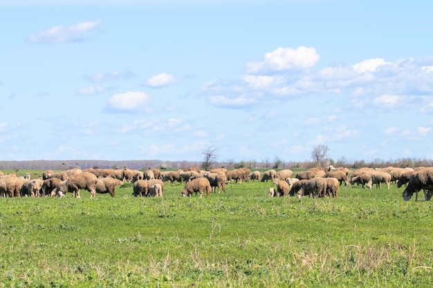 Troupeau de moutons