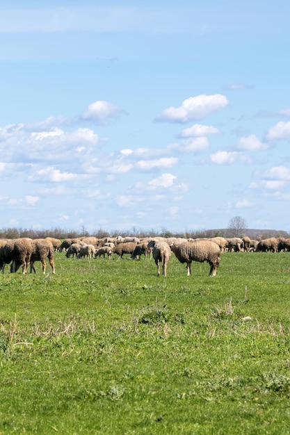 Troupeau de moutons