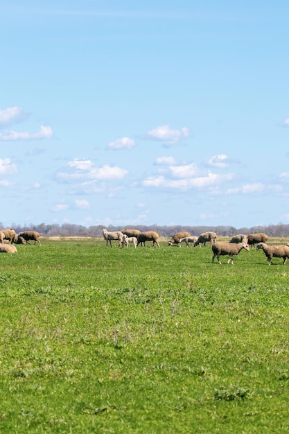 Photo troupeau de moutons