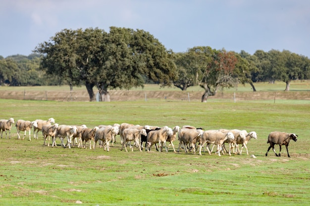 Troupeau de moutons