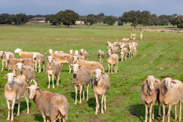 Troupeau de moutons