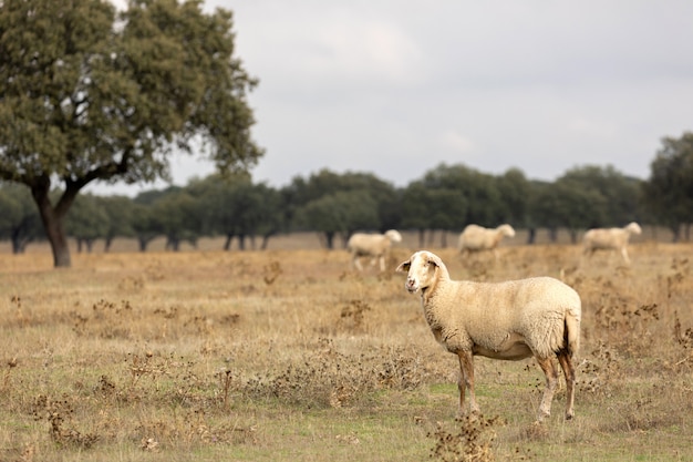 Troupeau de moutons