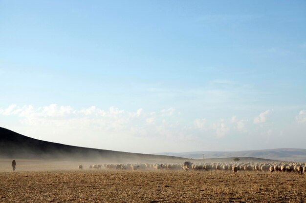 troupeau de moutons