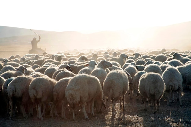 troupeau de moutons