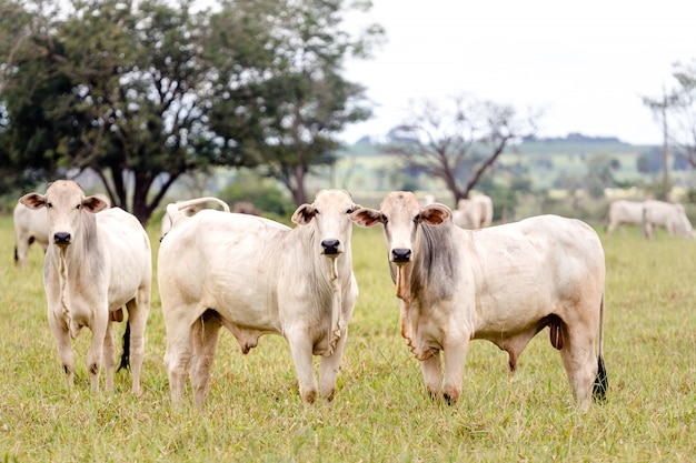 Troupeau de Nelore cattles