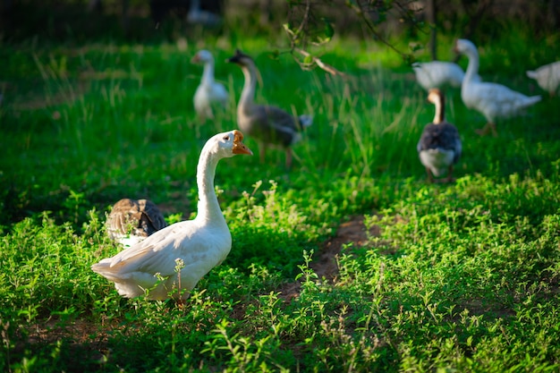 Troupeau d&#39;oie dans le jardin