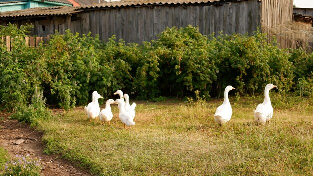 Photo un troupeau d'oies blanches broute un pré vert à la ferme