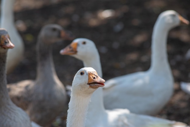 Troupeau d'oies blanches domestiques dans le village