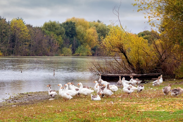 Troupeau d'oies blanches sur la rive de la rivière à l'automne