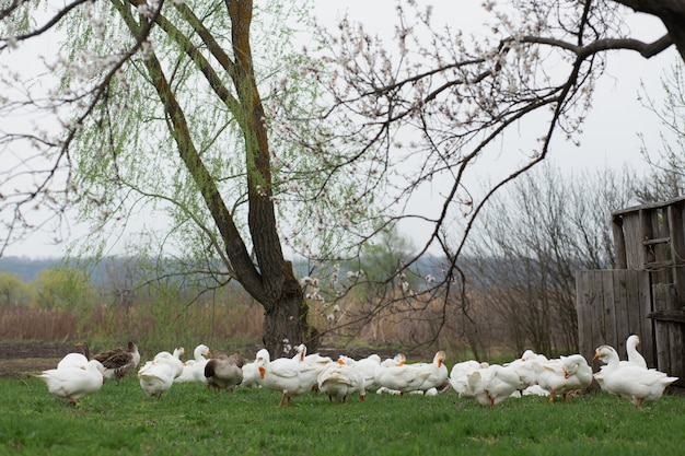 Un troupeau d'oies blanches se promener au printemps dans le village sur la pelouse avec de l'herbe verte fraîche