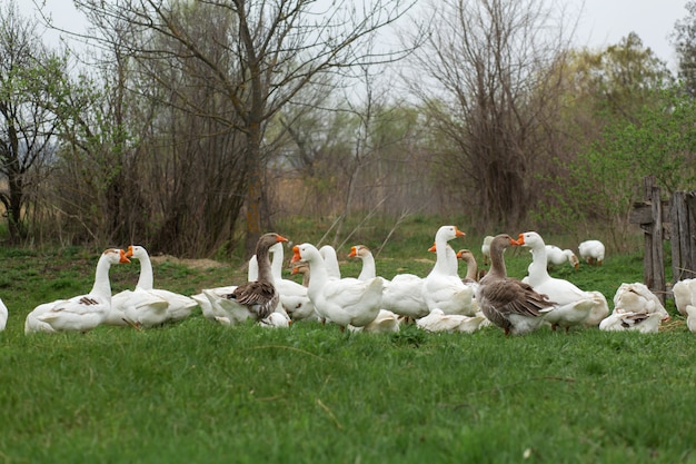 Un troupeau d'oies blanches se promener au printemps dans le village sur la pelouse avec de l'herbe verte fraîche