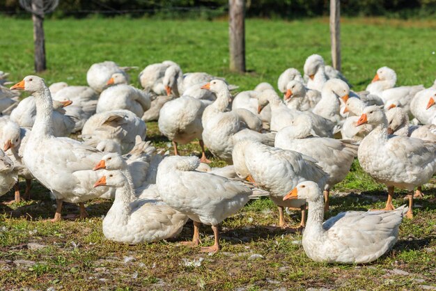 Troupeau d'oies broutant sur l'herbe verte à la ferme