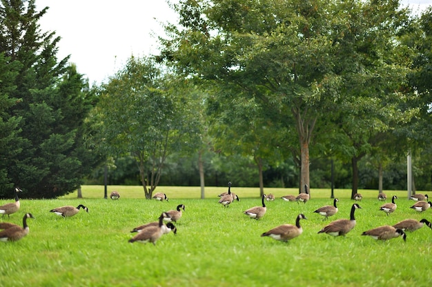 troupeau d'oies sur l'herbe verte