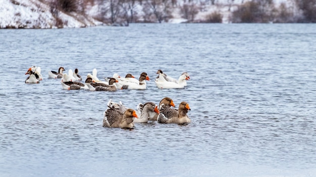 Un troupeau d'oies nage sur la rivière en hiver