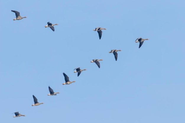 Troupeau d'Oies rieuses en vol