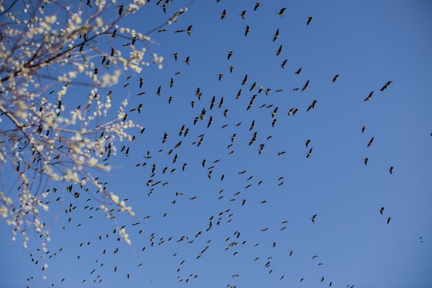 Un troupeau d'oies volant sur un ciel bleu clair pendant le matin de printemps froid et ensoleillé à la campagne