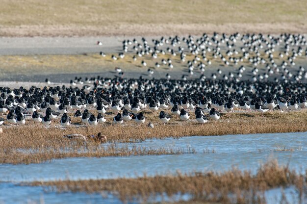 Photo un troupeau d'oiseaux au bord d'un lac