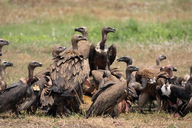 Photo un troupeau d'oiseaux sur le champ