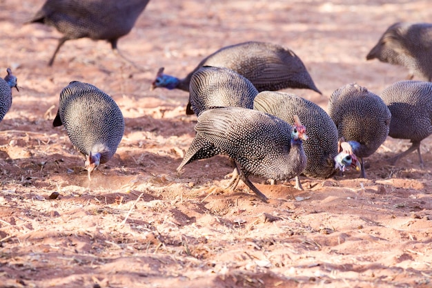 Un troupeau d'oiseaux sur le champ